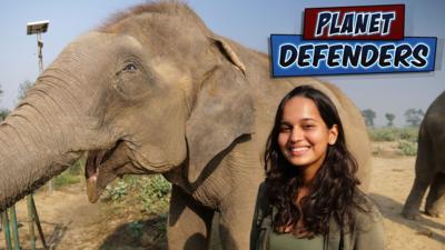 Planet Defenders - These fantastic elephants are at risk