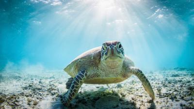 Nature on CBBC - Quiz: How much do you know about turtles?