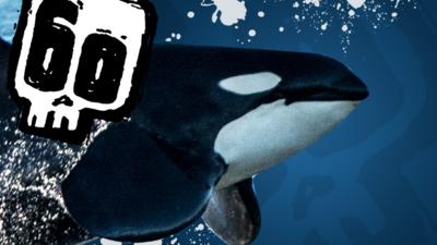 Deadly 60 - Deadly 60 Quiz: Killer Whales