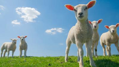 Springwatch on CBBC - Quiz: Spring Animals