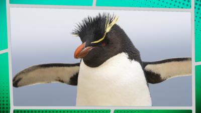Planet Defenders - Animal Quiz: Gibbons, Dolphins & Penguins!