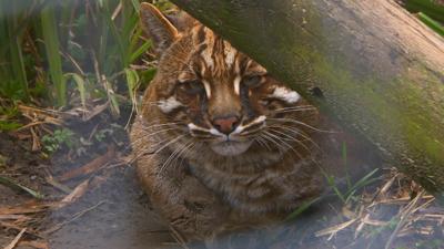 The Pets Factor - Pets Fact-or-Not: Golden Cat
