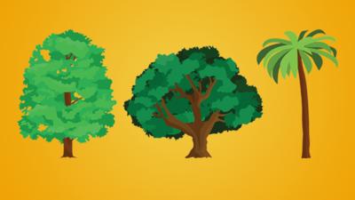 Top Class - Quiz: Tree-rific trees