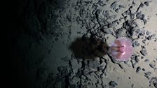 An octopus hovers a few centimetres from the steep flanks of a Gakkel Ridge seamount at 2000 m depth