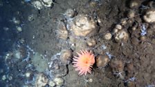 An anemone amongst the sponges covering the peak of a seamount adjacent to the Gakkel Ridge