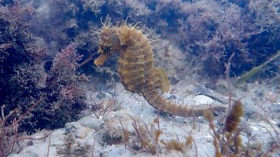 Seahorse underwater off the Dorset coast