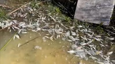 Lake full of dead fish