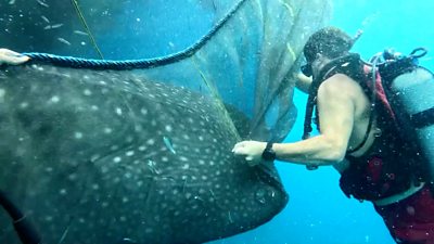 Diver pulls net off trapped whale shark