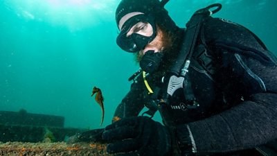 Diver releases seahorse underwater