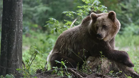 Saving the dancing bears