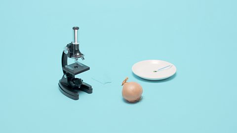 Image of microscope, onion, glass slides and a cheek swab. 