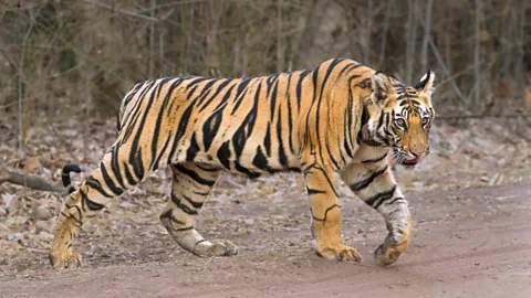 Bengal tiger