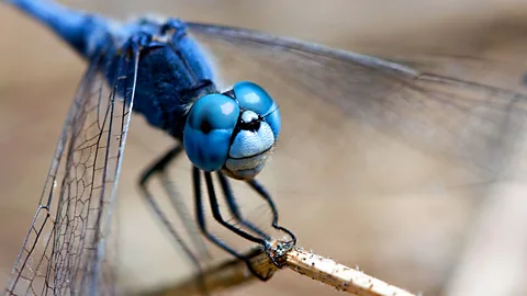 Dragonfly_1920x1080.jpg