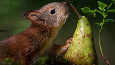 Photographing orphaned baby squirrels in the wild