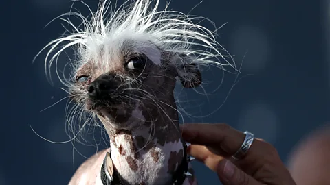 A Chinese Crested dog named Rascal at the World's Ugliest Dog Contest (Credit: Getty Images)