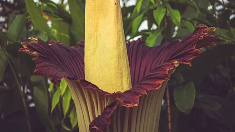 Close up of titan arum plant in flower, showing large yellow spadix and red-green top of the spathe (Credit: RBGE)