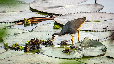 A bird on lilypads in Thalangama Wetland, Colombo, Sri Lanka (Credit: Nazly Ahmed)