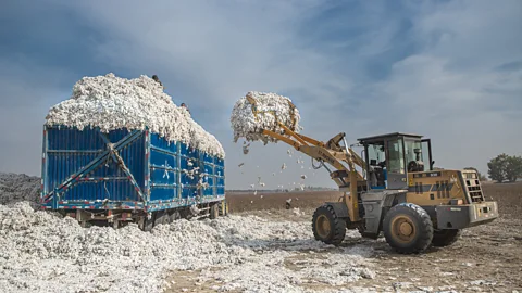 Getty Images If we ditch synthetic clothing materials, cotton production would have to be scaled up significantly (Credit: Getty Images)