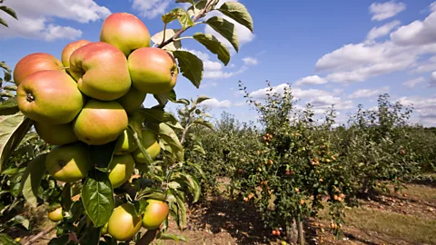 Maurice Crooks/Alamy There are currently around 2,200 species of apple recorded in Britain's National Fruit Collection at Brogdale Farm in Kent (Credit: Maurice Crooks/Alamy)