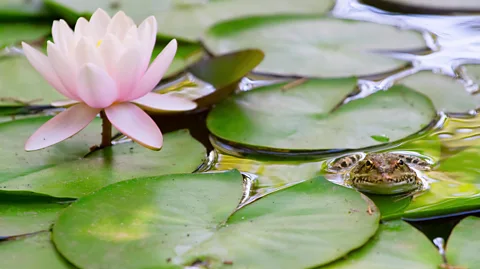 Alamy Frogs often inhabit garden ponds, but they are not totally aquatic – they also live in damp crevices and patches of lush groundcover (Credit: Alamy)