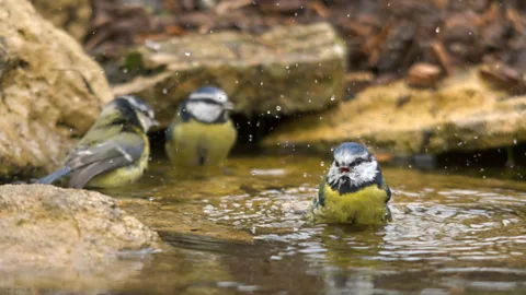 Alamy Many birds bathe regularly to maintain their feathers – it helps to loosen dirt and makes preening easier – and even the smallest garden pond will attract them (Credit: Alamy)