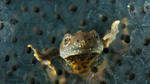 Alamy Globally, amphibians are in a steep decline, with half of all species at risk of extinction. But garden ponds can help to boost their populations (Credit: Alamy)