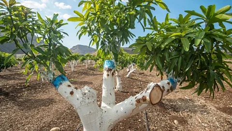 Alamy Branches that have been grafted on will produce fruit identical to that of the plant they came from (Credit: Alamy)