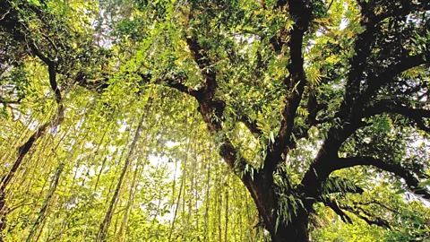 Alamy Some mango trees planted centuries ago are still producing fruit (Credit: Alamy)