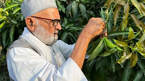 Getty Images Kaleem Ullah Khan, also known as the Mango Man, is world-famous for growing hundreds of varieties of mango on a single "mother" tree (Credit: Getty Images)