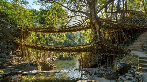 Alamy The living bridges in northeastern India form via a natural process of grafting, in which their long tendril-like roots fuse together (Credit: Alamy)