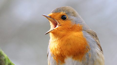 Quiz: Learn to spot UK birds using their songs
