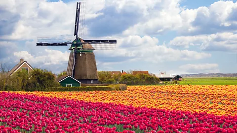 Zoonar GmbH / Alamy Stock Photo Tulip fields Holland