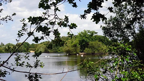 Alamy Epping Forest just outside of London thrills visitors with its lush woodland landscapes (Credit: Alamy)