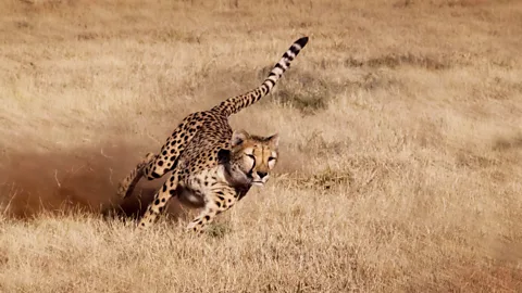 Alamy A cheetah runs at the Cheetah Conservation Foundation in Namibia (Credit: Alamy)