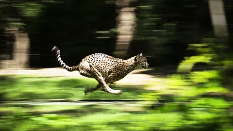 Getty Images Cheetahs use their big legs and shoulders and powerful back muscles to quickly accelerate (Credit: Getty Images)