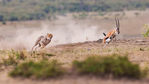 Getty Images Cheetahs are more athletic than lions and zebras in terms of speed, acceleration and turning (Credit: Getty Images)