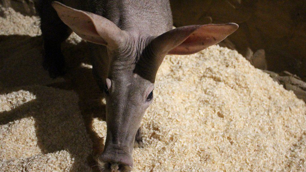 Afer the aardvark