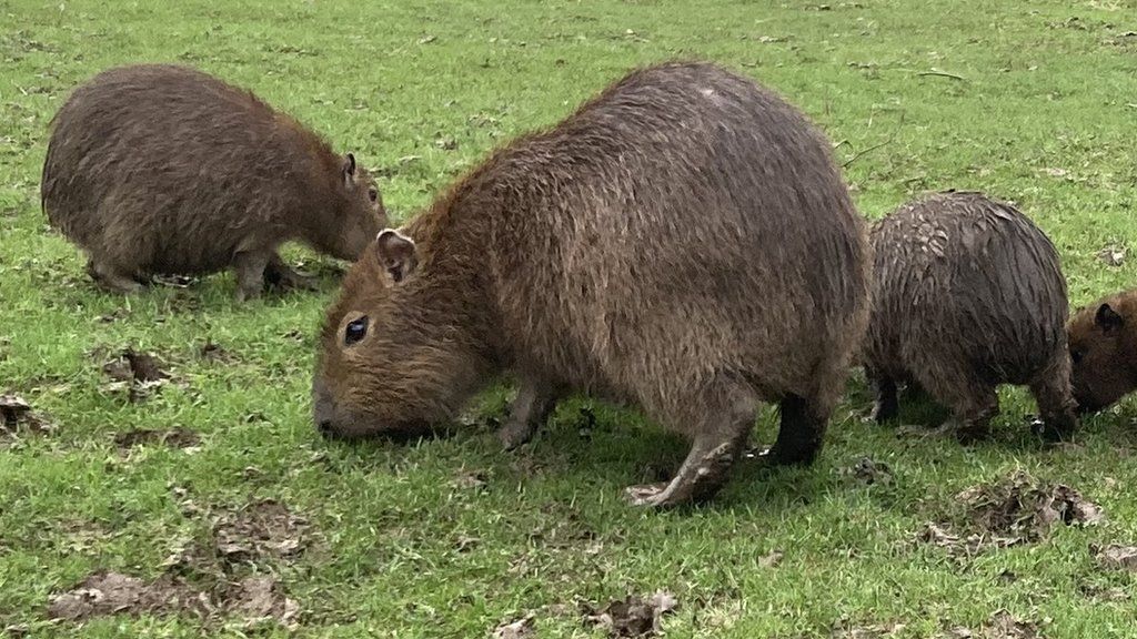 Capybara at Jimmy's Farm, Wherstead