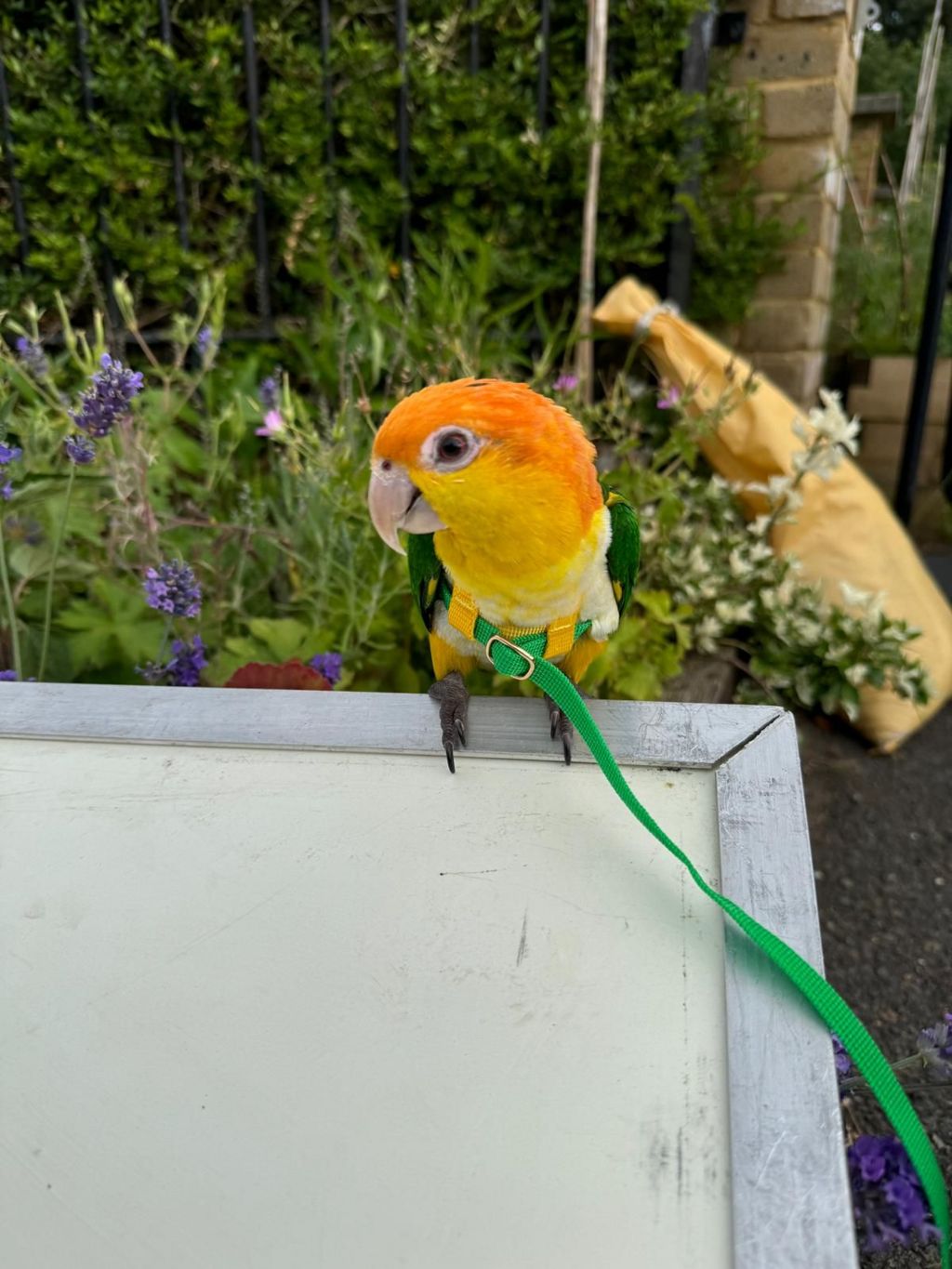 A parrot with a yellow face and green leash.