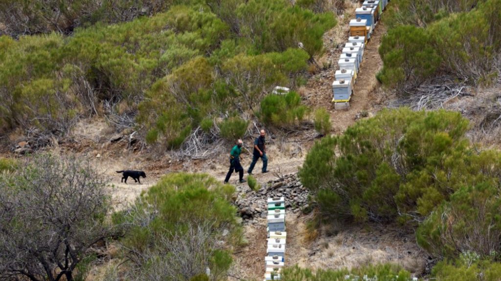 A black search dog trots along a rural path with two handlers