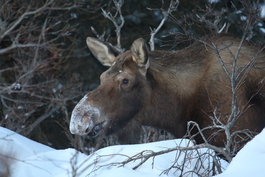 A female Alaska moose in winter