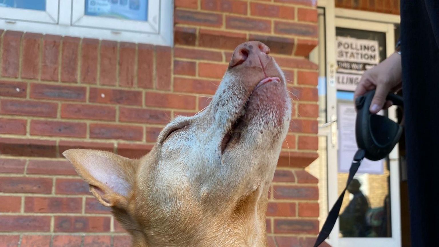 Fausto the dog sniffs the air outside a polling station in Twickenham, London