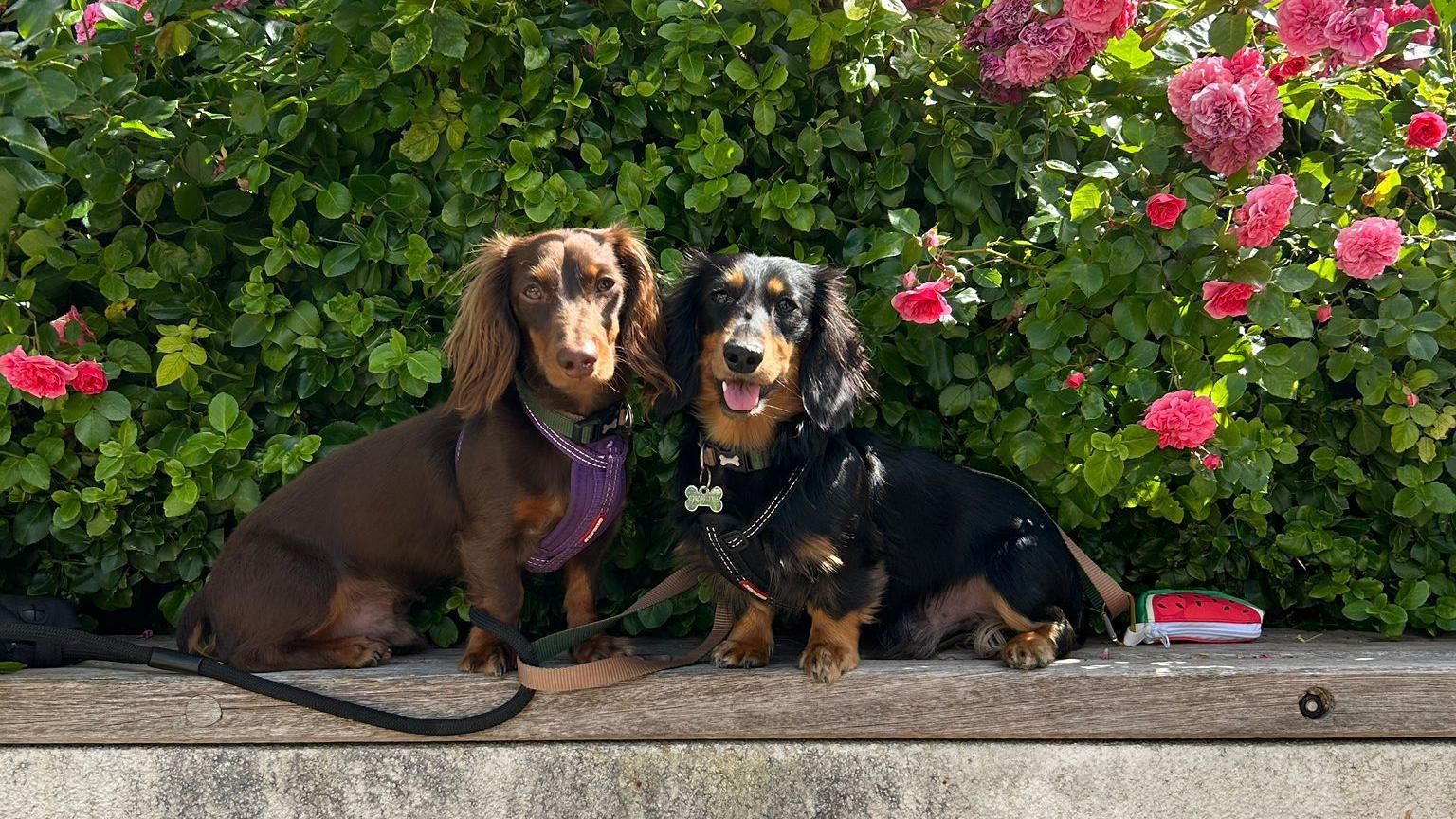 A pair of long-haired sausage dogs sat on a wall in front of some flowers