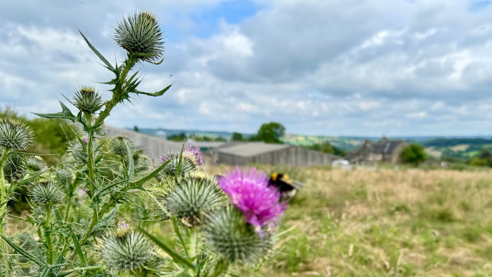 A bee on a thistle with farm buildings behind