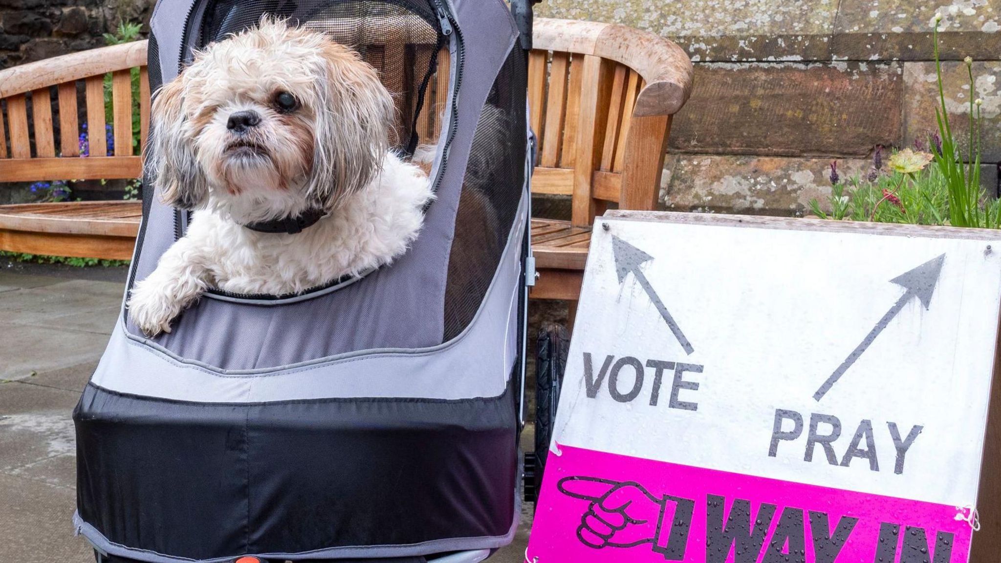 A shih tzu with one eye sits in a specialist buggy outside a polling station at a church in Edinburgh.
