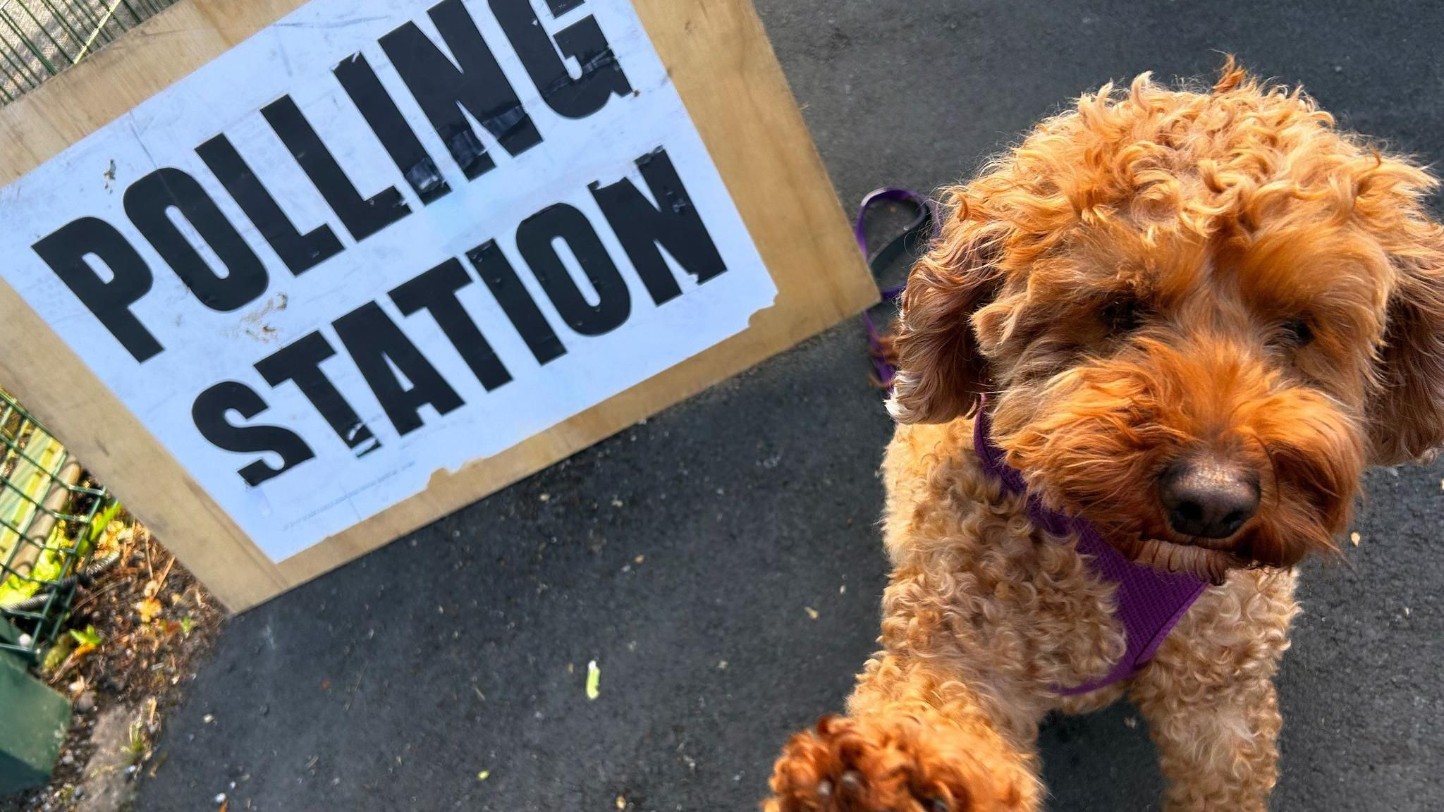 Mavis the cockapoo raises a paw in front of a polling station.