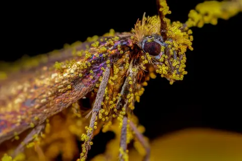 Tim Crabb / Nature TTL A micro-moth covered in pollen, Mutter's Moor near Sidmouth, Devon, UK.