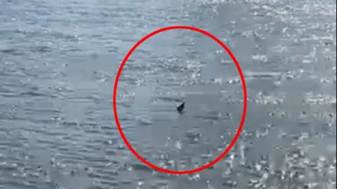 What appears to be a fin in the river surrounded by a red circle