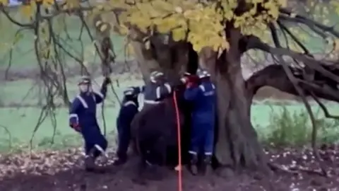 In order to remove the animal, the crew had to prize the tree apart