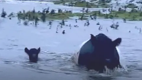 Cows swimming